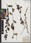 Foto von Salix aurita L.
